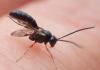 Campopleginae inconnu